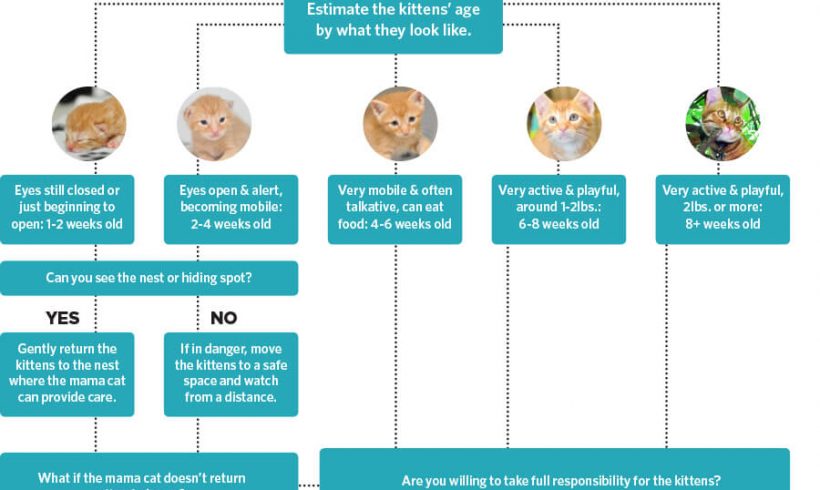 Kitten Season – a Helpful Guide Kitten Season – a Helpful Guide